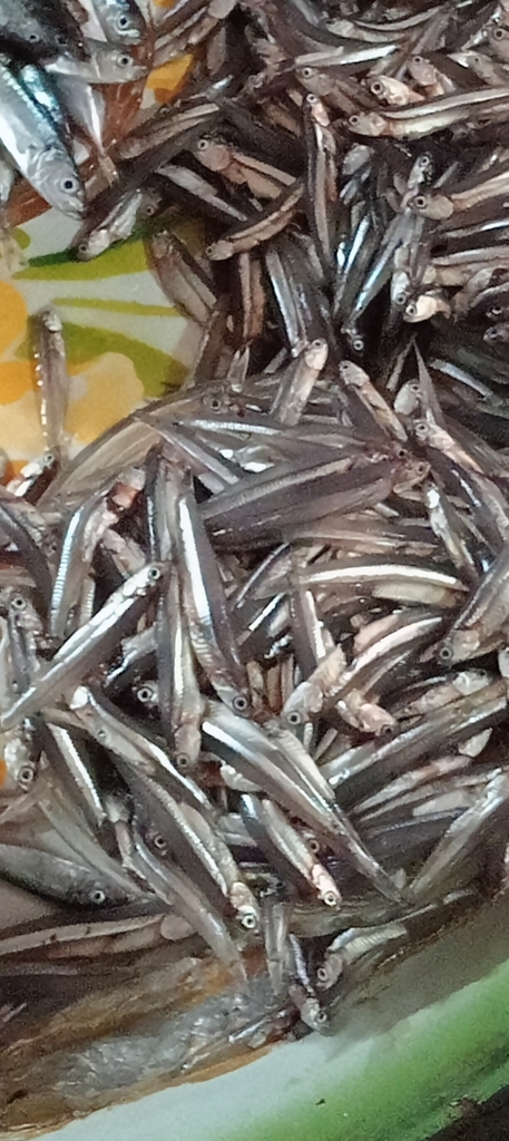 Commerson's Anchovy