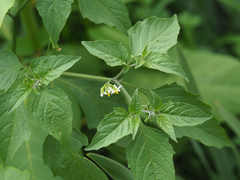 Solanum