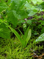 Platanthera aquilonis