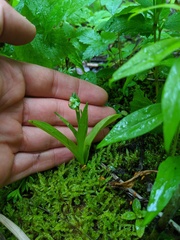 Platanthera aquilonis