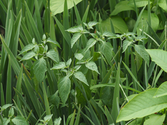 Solanum