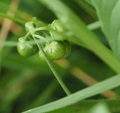 Solanum