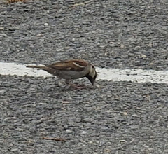 Passer domesticus