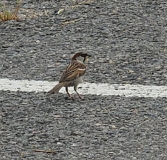 Passer domesticus