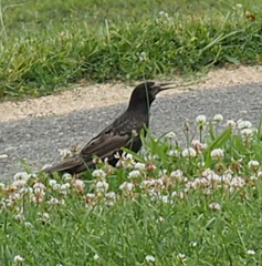 Sturnus vulgaris