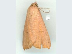 Anomis planalis