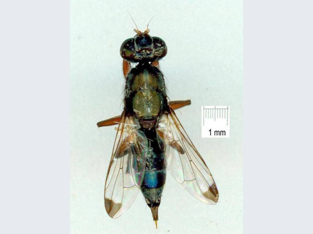 Elassogaster linearis