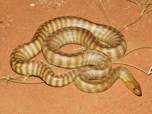 Woma Python sighting