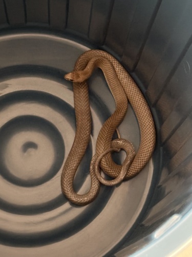 Eastern Brown Snake sighting