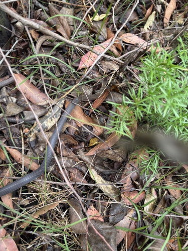 Golden-crowned Snake sighting