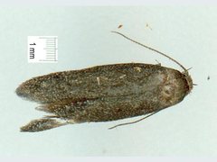 Artiastis stenopolia