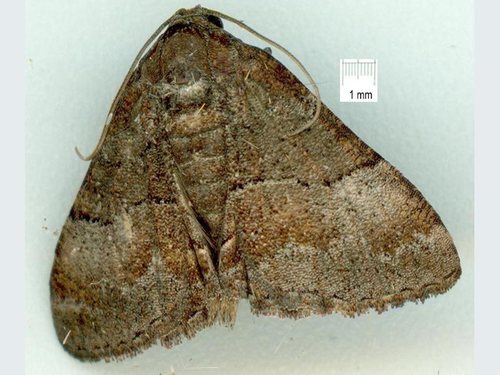 Aporoctena aprepes