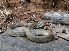 Neotropical Whip Snake photo 2