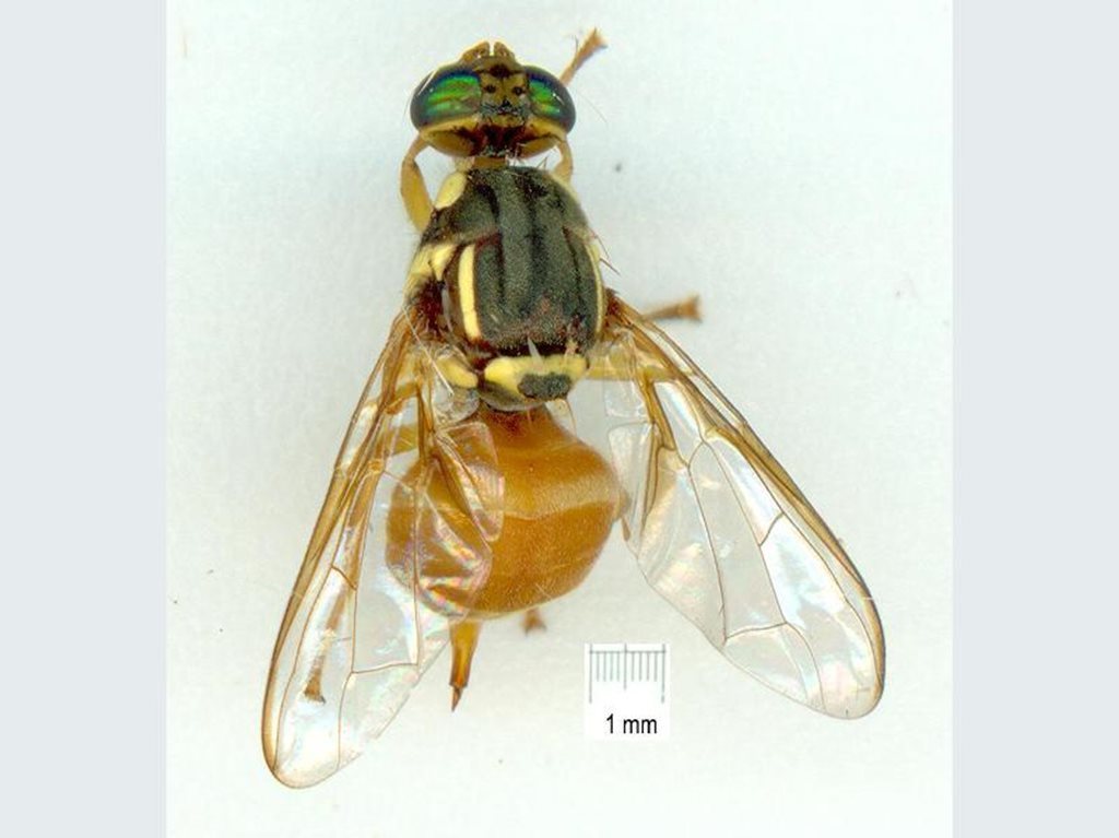 Bactrocera bancroftii