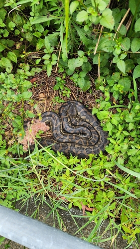 Coastal Carpet Python sighting