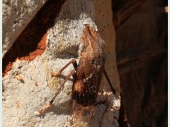 Anacotis hackeri