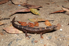 Chinese Water Skink photo 3