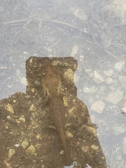 Ambystoma gracile