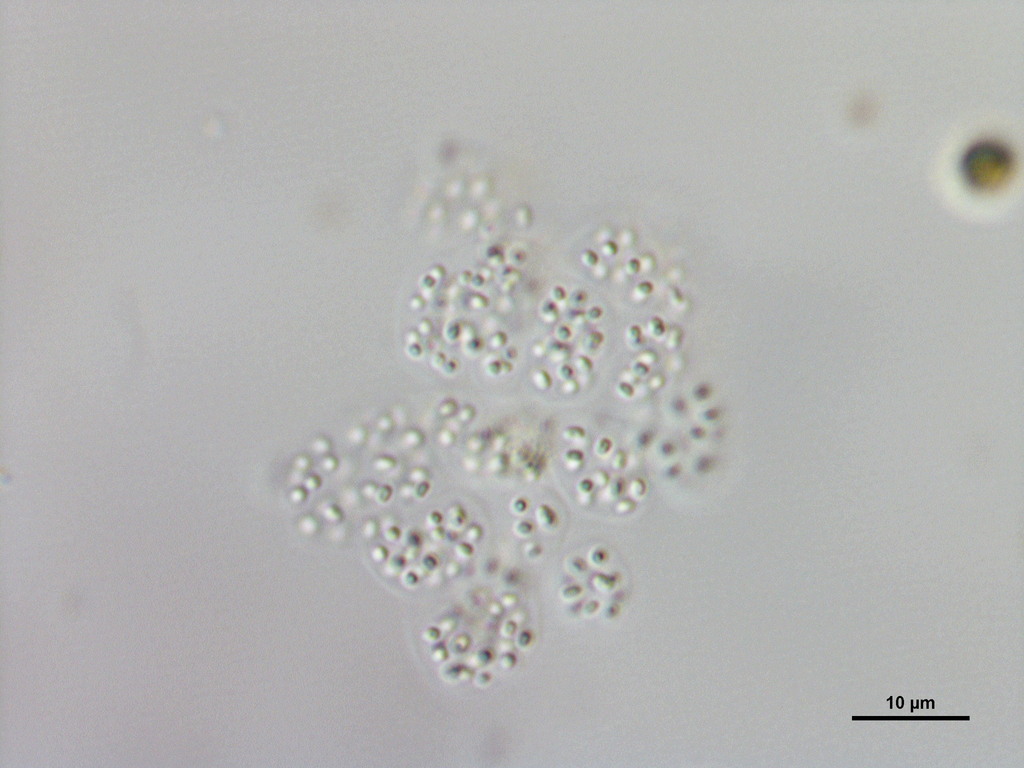 Anathece minutissima