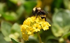 Bombus fervidus