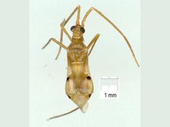 Acrorrhinium spicatus