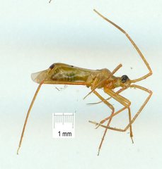 Acrorrhinium spicatus