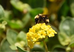 Bombus fervidus