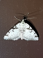 Macaria bitactata
