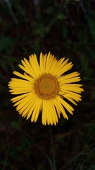 Osbertia stolonifera