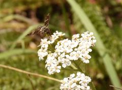 Exoprosopa dorcadion