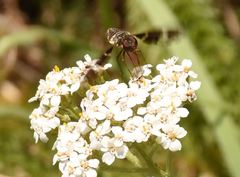 Exoprosopa dorcadion
