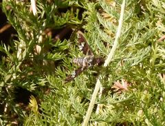 Exoprosopa dorcadion