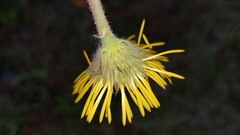 Osbertia stolonifera