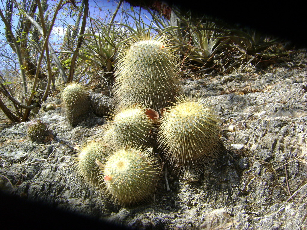 Mammillaria dixanthocentron  iNaturalist