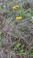 Osbertia stolonifera