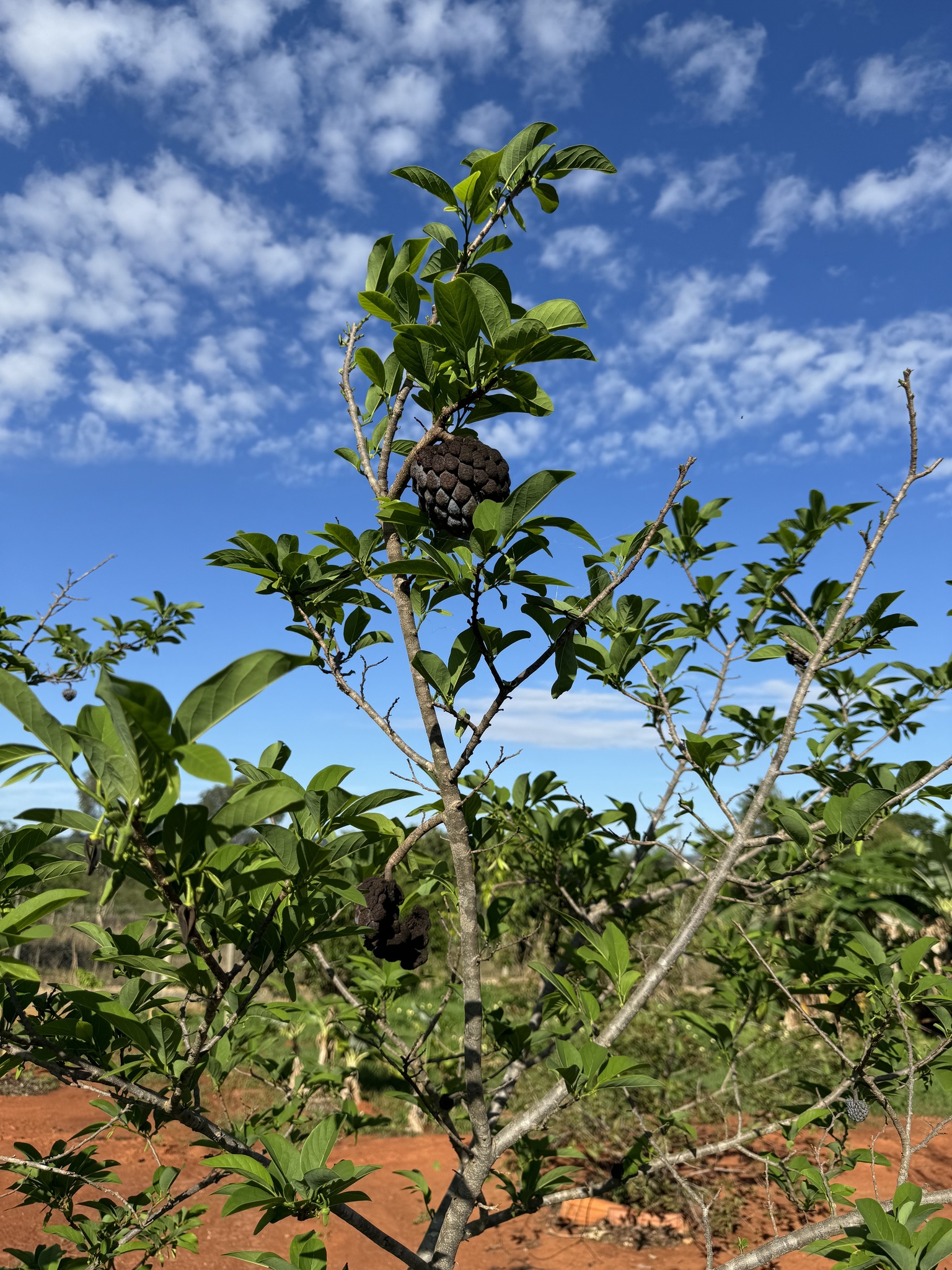 Annona squamosa