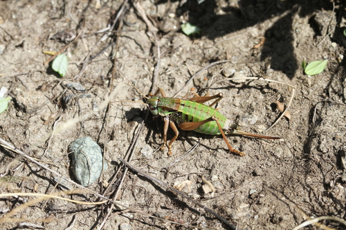 Cottian Alpine Bush-cricket