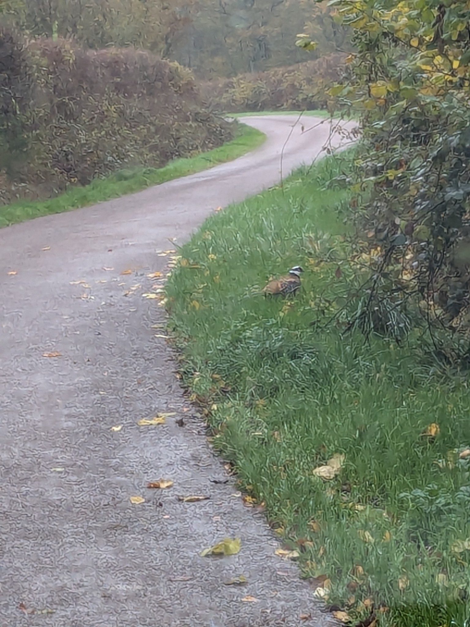 Reeves's Pheasant