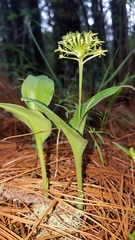 Malaxis brachyrrhynchos