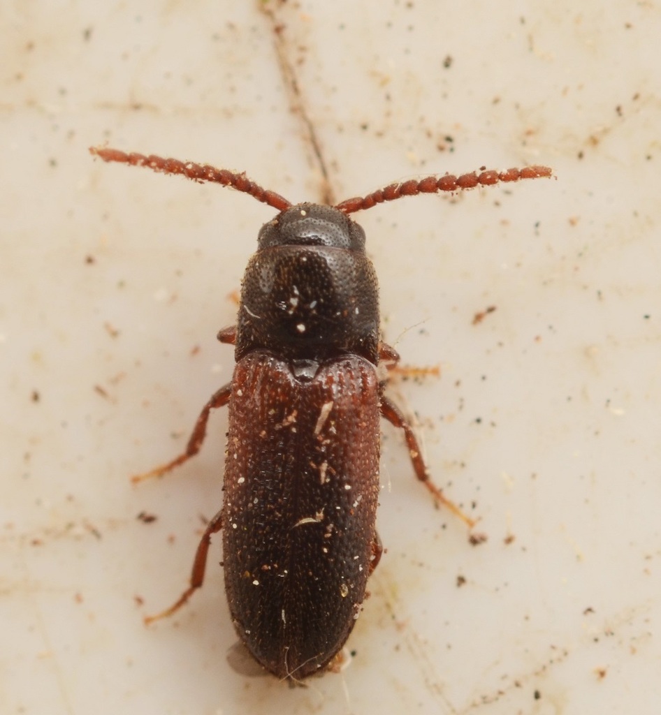 Xylophilus corticalis