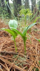 Malaxis brachyrrhynchos