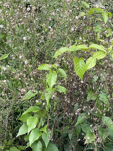 Catclaw vine