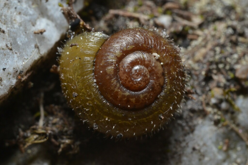 Green Snail