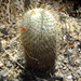 Mammillaria dixanthocentron - Photo (c) Amante Darmanin, some rights reserved (CC BY)