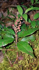 Comarostaphylis discolor