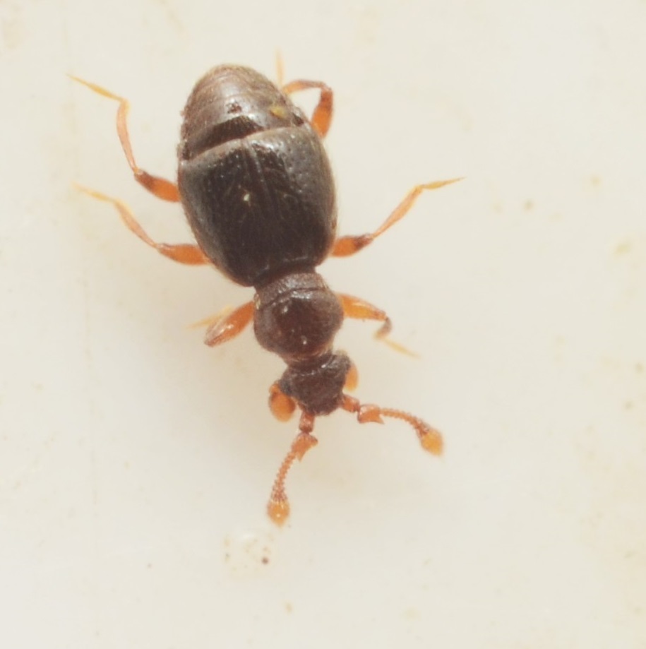 Bythinus