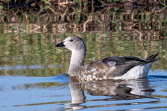 Blue-Winged Goose photo 2