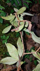 Comarostaphylis discolor