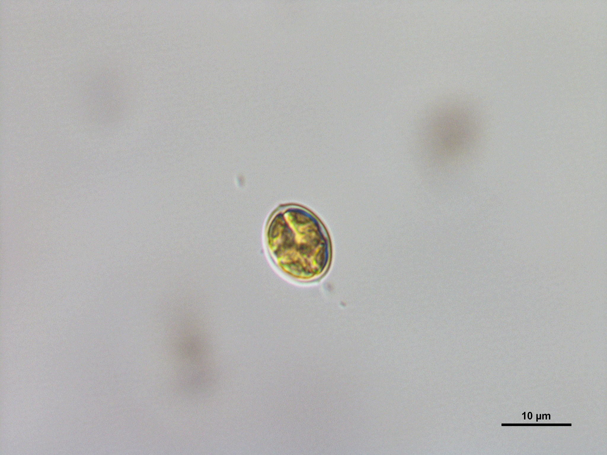 Oocystis marssonii