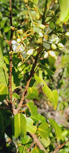Baphia capparidifolia, 2023-11-02